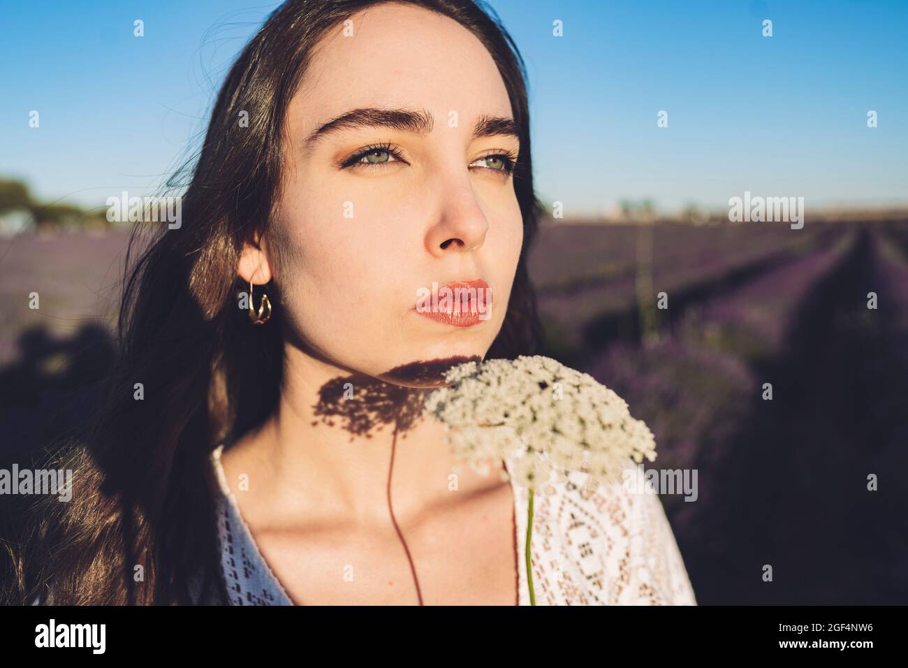 Sunny white flowers hires stock photography and images Alamy