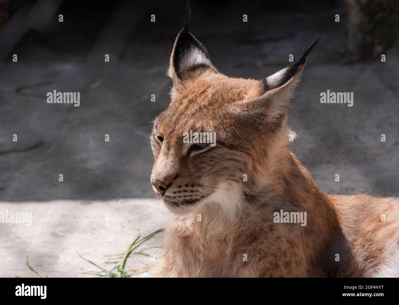 Lynx looks with predatory eyes from the shelter Stock Photo - Alamy