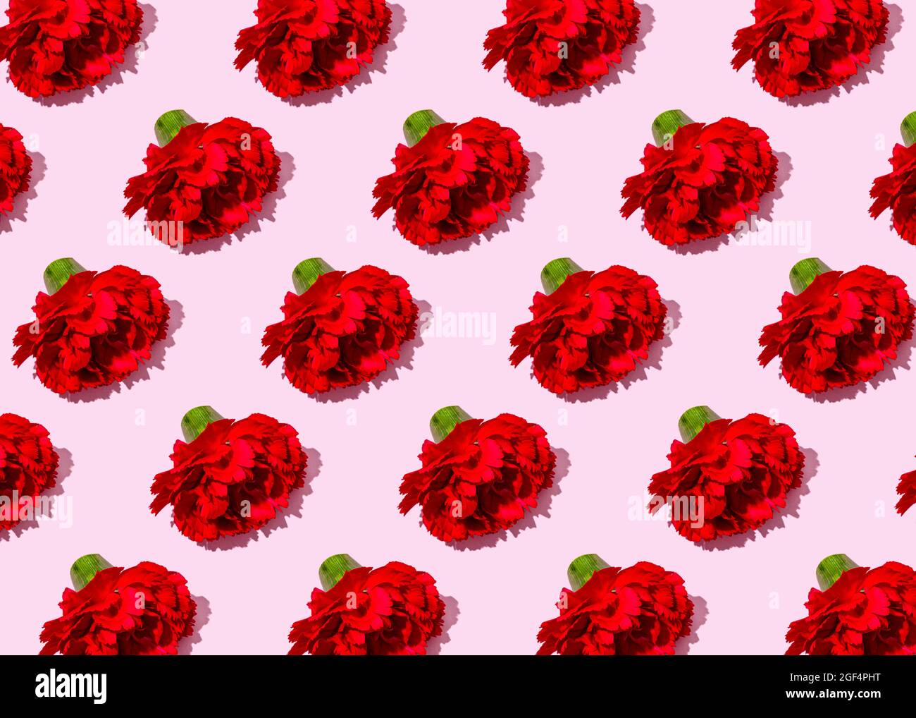 Pattern of heads of red carnation flowers flat laid against pink background Stock Photo