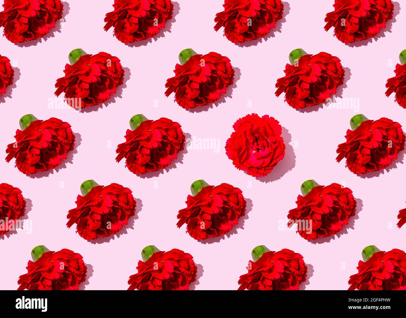 Pattern of heads of red carnation flowers with single one lying in different position Stock Photo