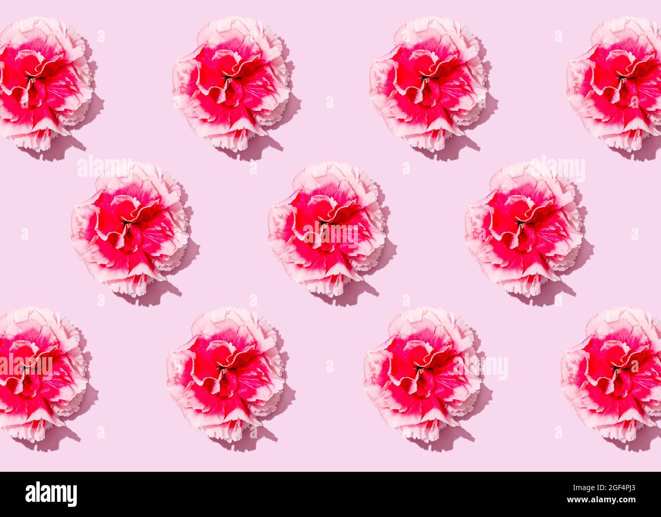 Pattern of heads of pink carnation flowers flat laid against pink background Stock Photo