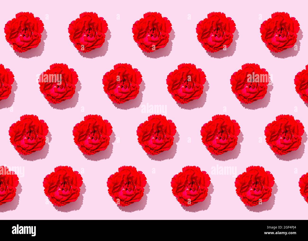 Pattern of heads of red carnation flowers flat laid against pink background Stock Photo