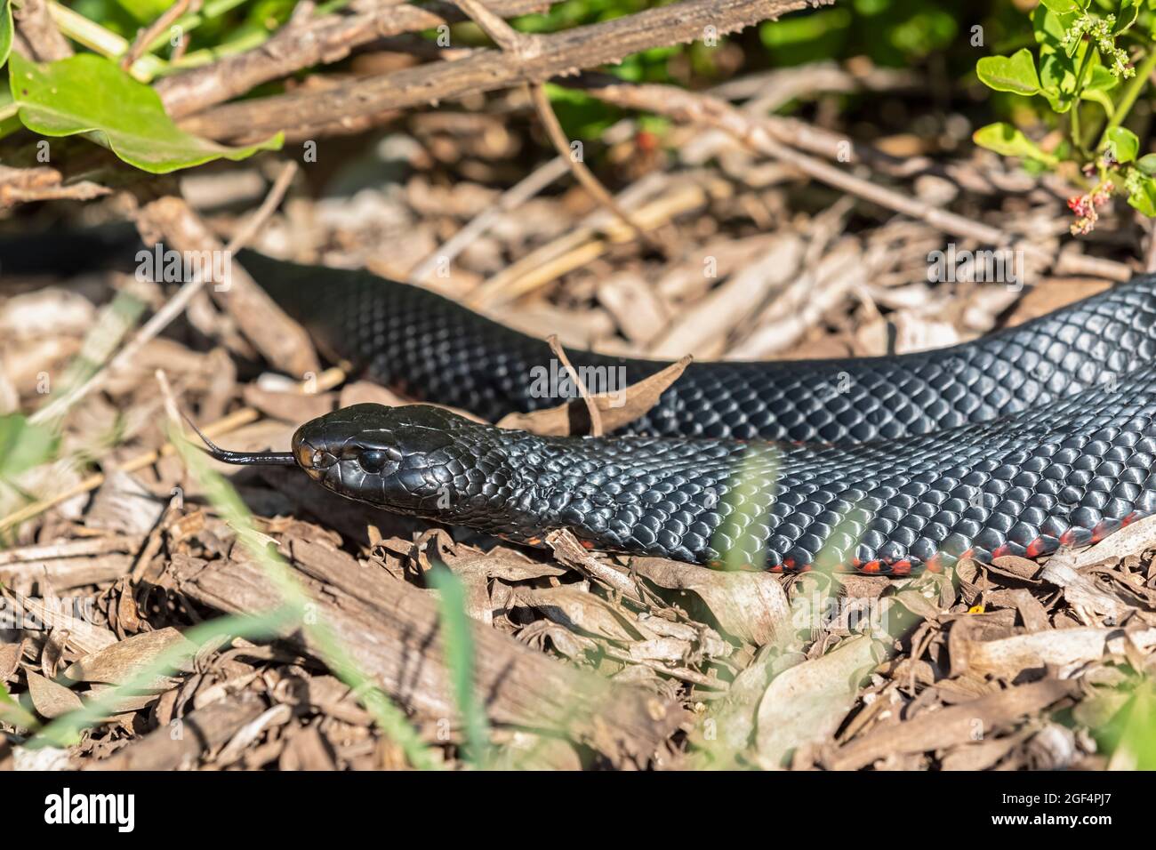 Red-bellied black snake (Pseudechis porphyriacus) Stock Photo