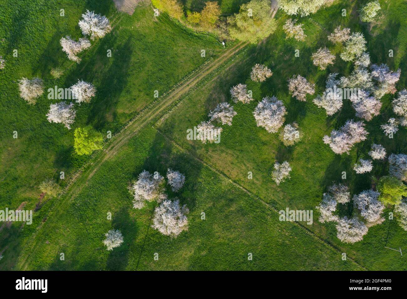Green meadow trees hi-res stock photography and images - Alamy