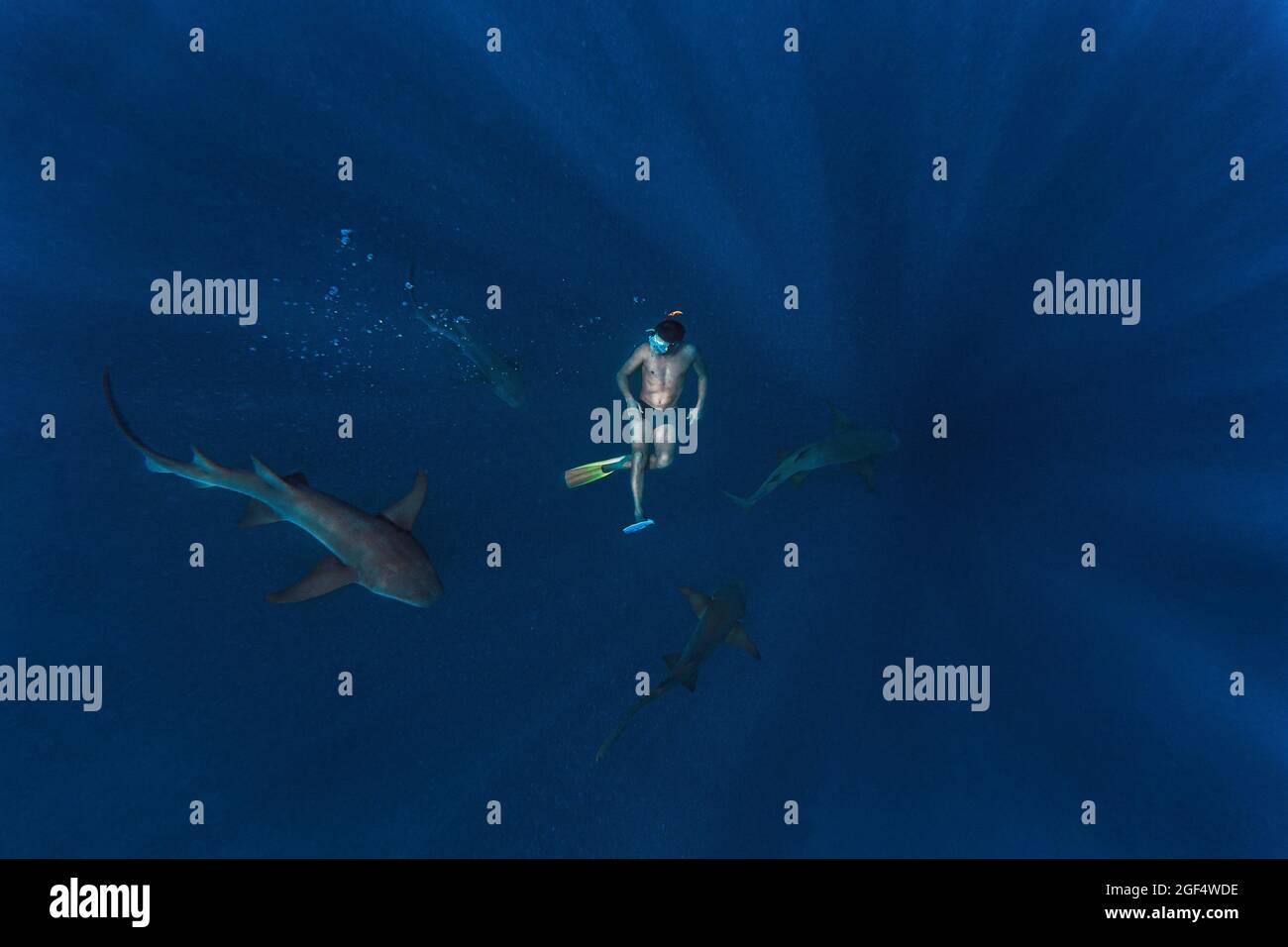 Man swimming with nurse sharks in deep blue sea Stock Photo