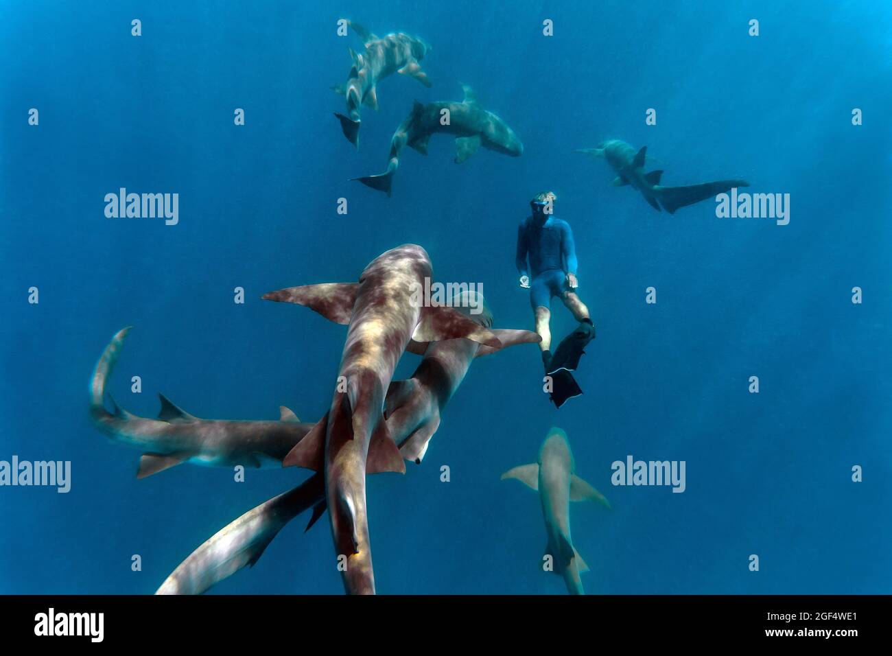 Young man snorkeling by nurse sharks in deep blue sea Stock Photo