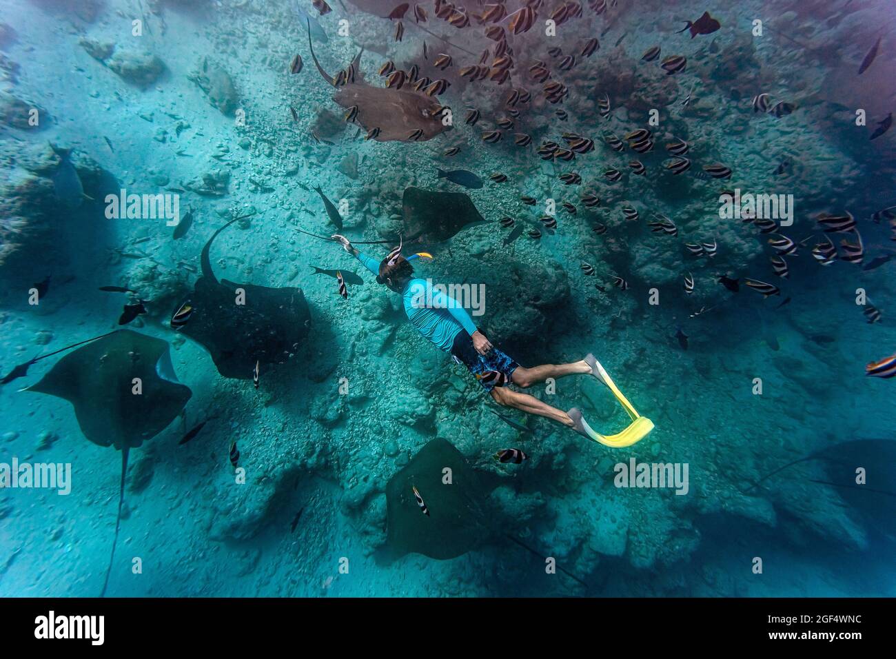 Man swimming amidst school of fish in sea Stock Photo