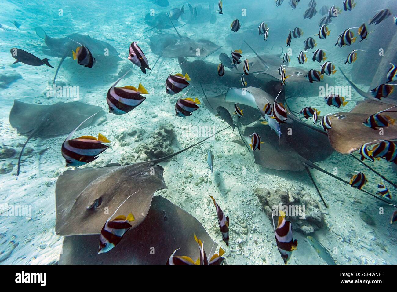 School of fishes and stingrays swimming in sea Stock Photo