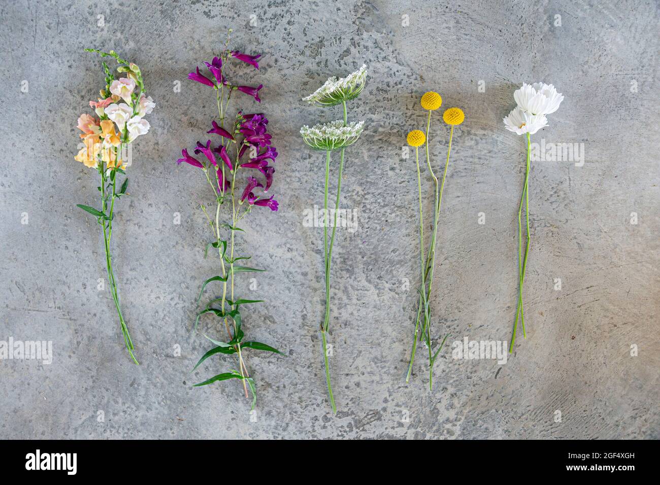 Variety of wild flowers hi-res stock photography and images - Alamy