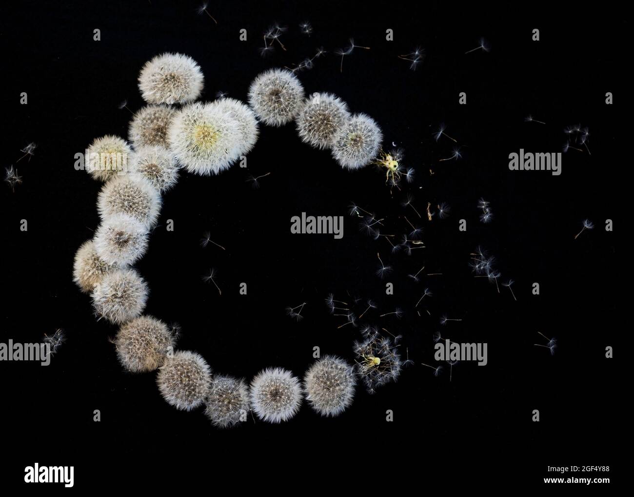 Crescent shape made of dandelion seed heads Stock Photo