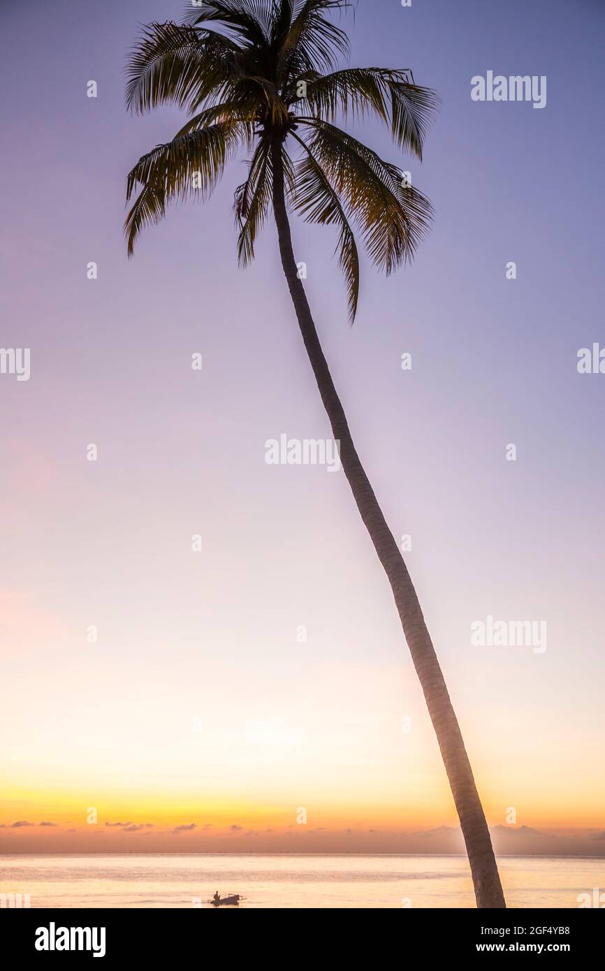 Tall tree silhouette hi-res stock photography and images - Alamy