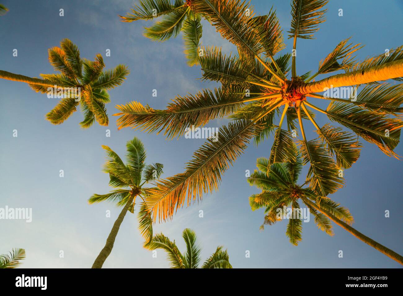 Tall palm trees standing hi-res stock photography and images - Alamy