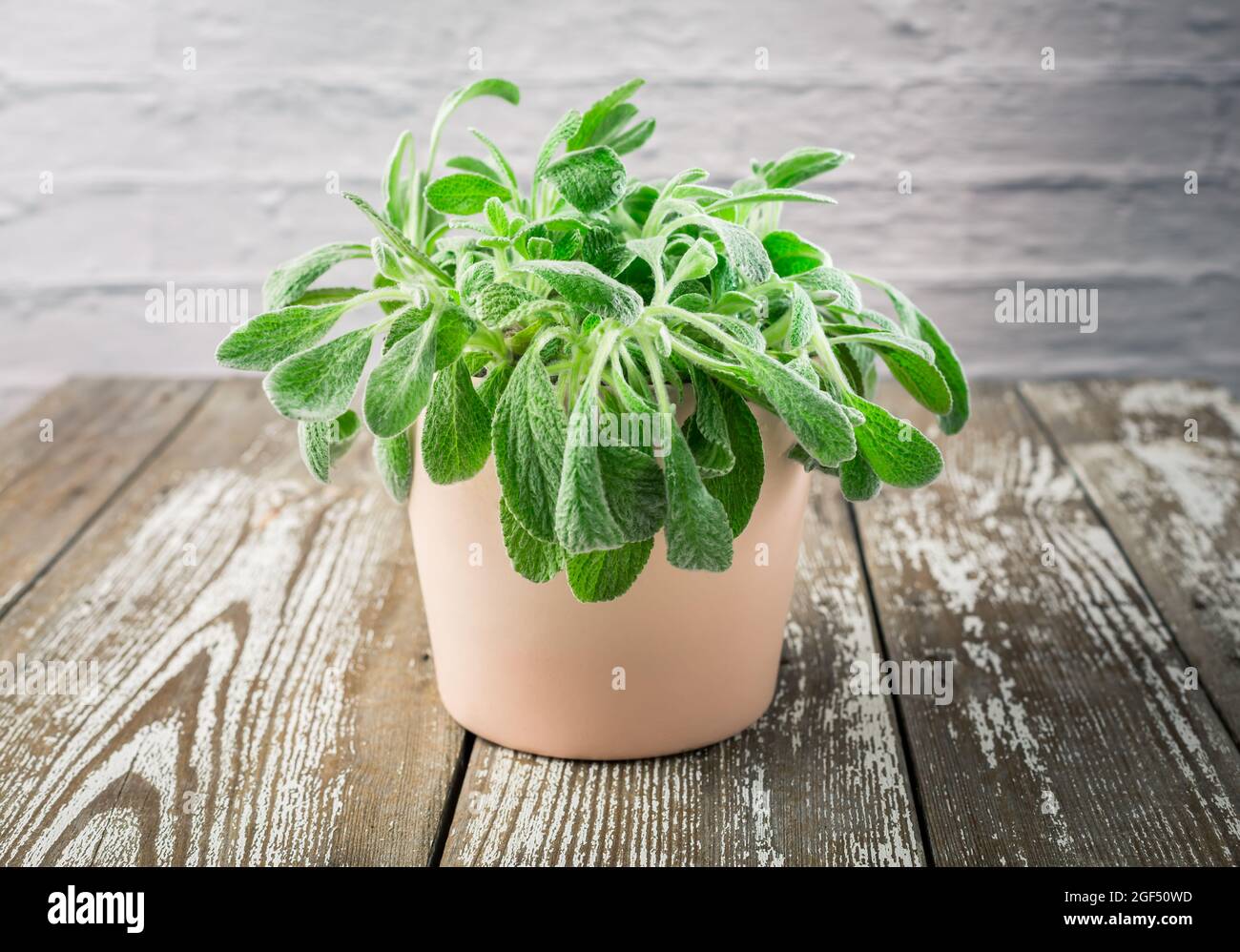 Sideritis clandestina in a pot - Sideritis known as mountain tea used in herbal medicine as herbal tea plant Stock Photo
