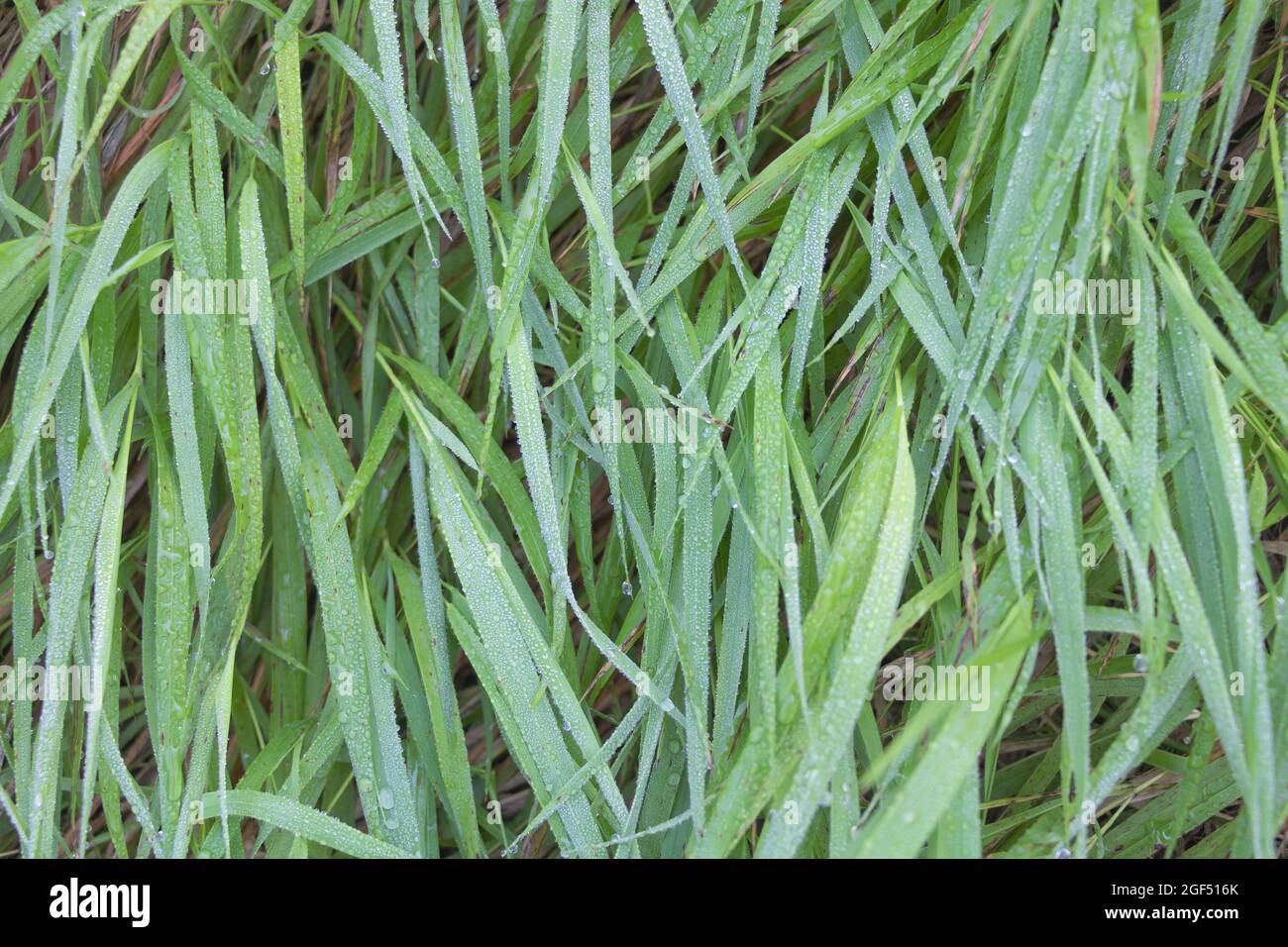Close up shot of grass hi-res stock photography and images - Alamy