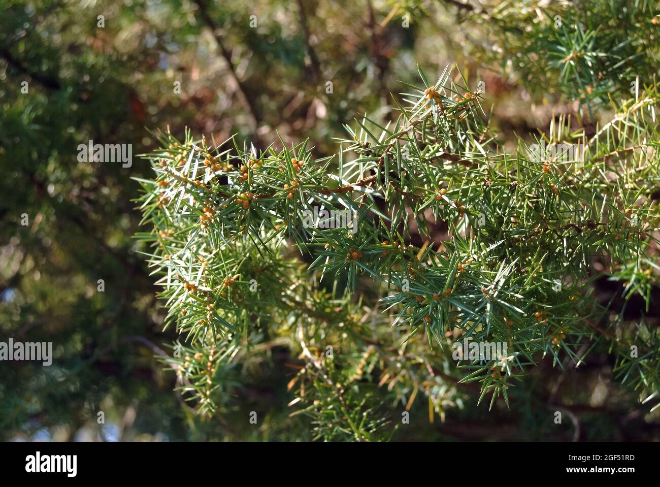 common juniper, Gemeiner Wacholder, Heide-Wacholder, közönséges boróka, Juniperus communis, Hungary, Magyarország, Europe Stock Photo