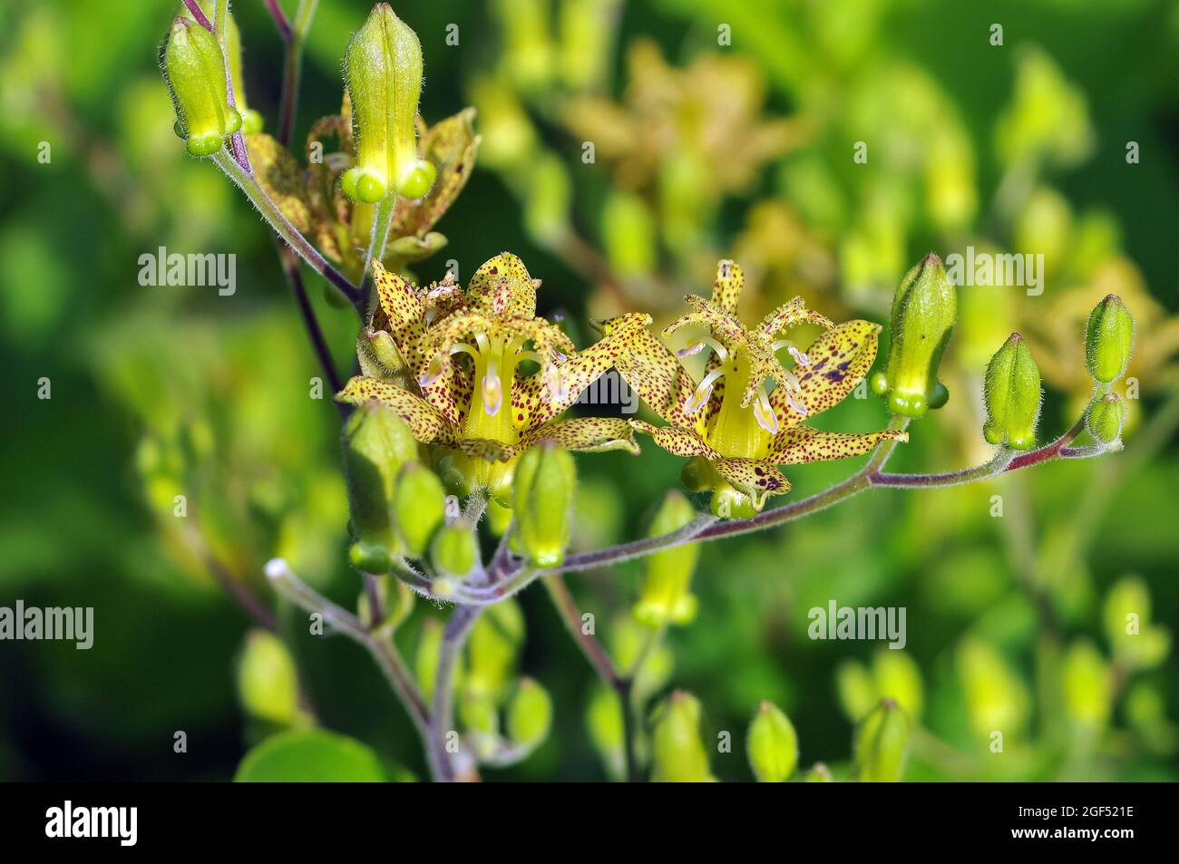 toad lily, Tricyrtis latifolia, púpliliom, Asia Stock Photo