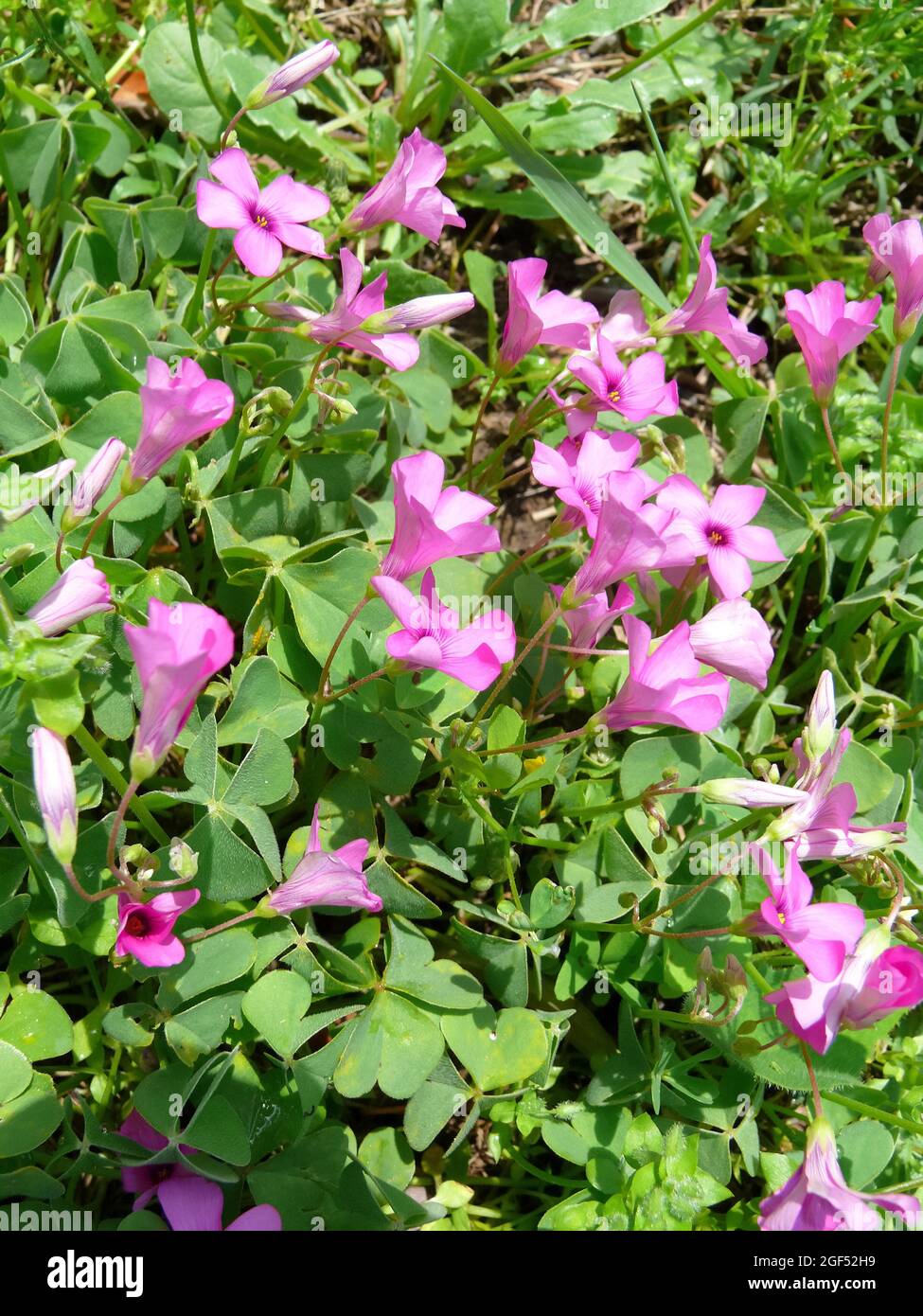 Pink Sorrel Pink Wood Sorrel Oxalis Articulata Rozsas Madarsoska America Stock Photo Alamy