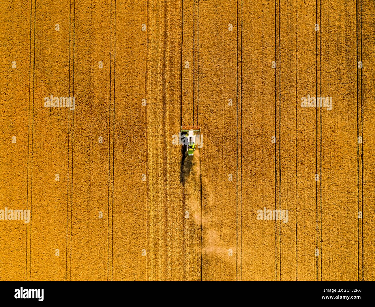 Drone view of combine harvester in wheat field Stock Photo - Alamy