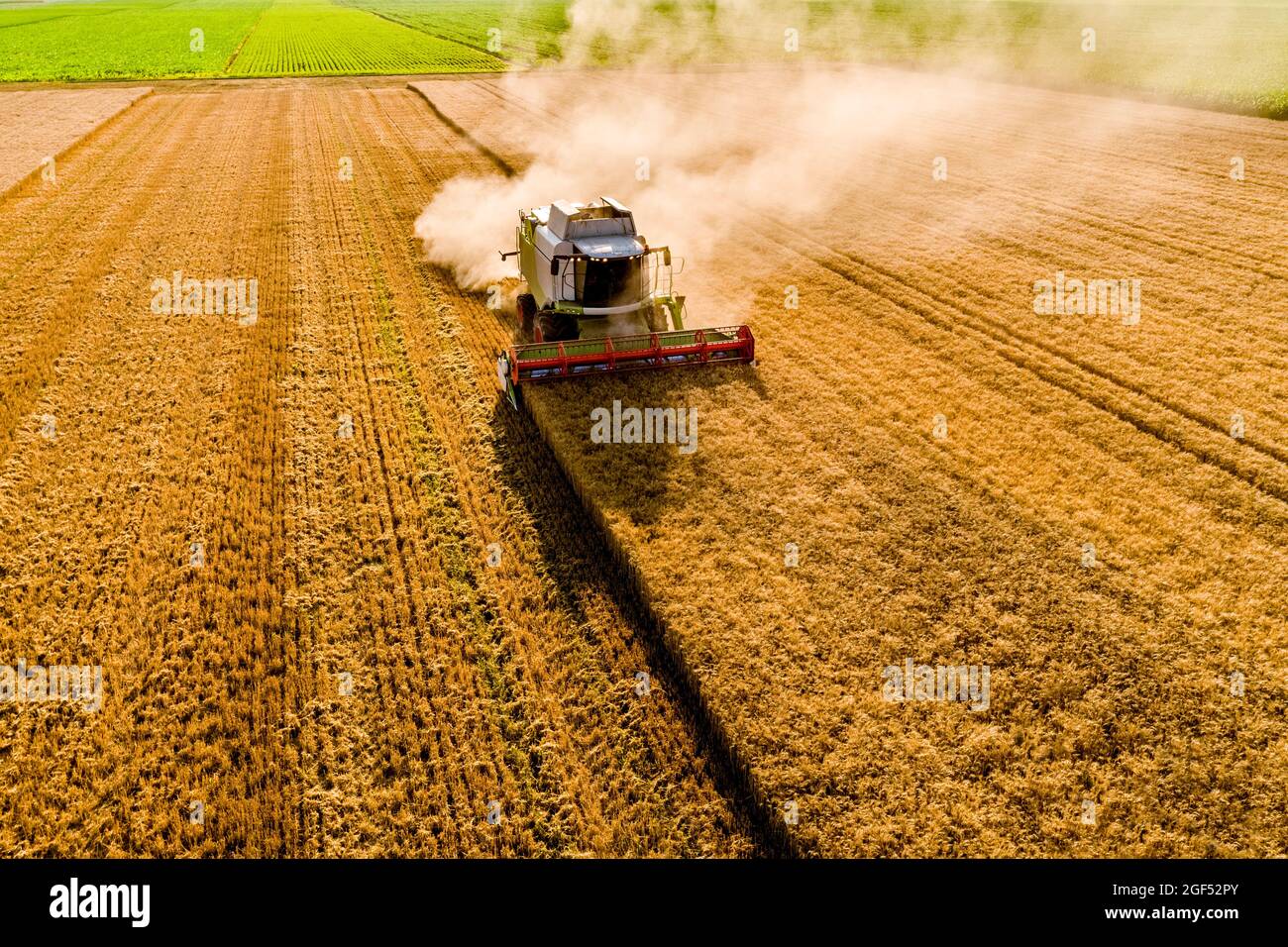 Drone view of combine harvester in wheat field Stock Photo - Alamy