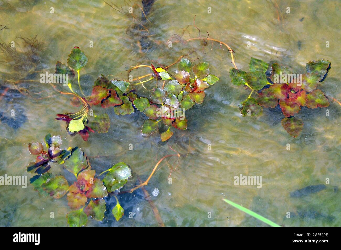 Water caltrop, water chestnut, Wassernuss, Trapa natans, sulyom, Hungary, Magyarország, Europe Stock Photo