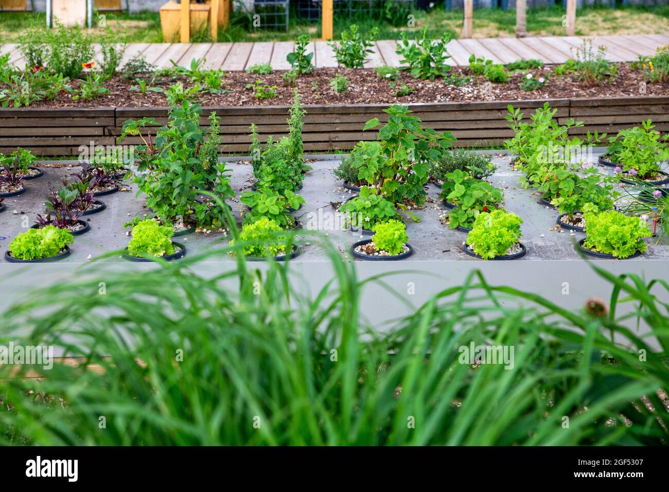 Urban garden and vegetables hires stock photography and images Alamy