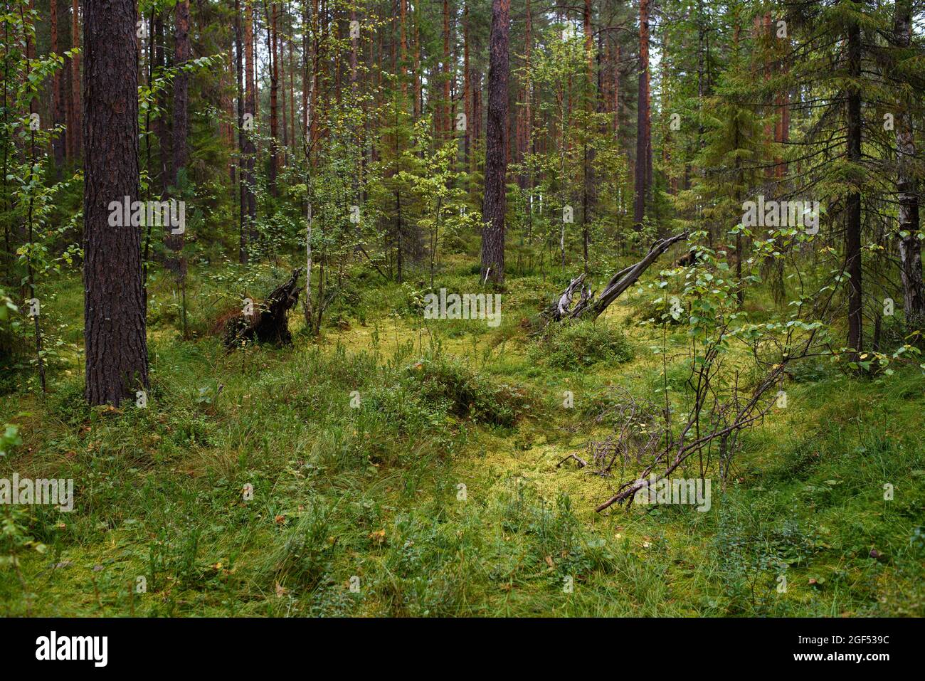 A path leading through a swampy area in the forest. Stock Photo