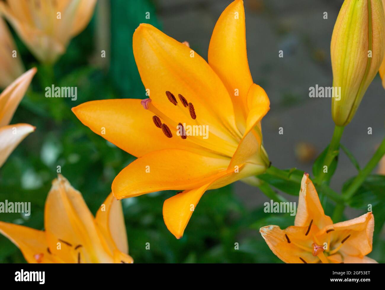 Close up of Yellow lily flower. Hemerocallis also called Lemon Lily, Yellow Daylily, Hemerocallis flava. Yellow lily flower, known as Lilium parryi, b Stock Photo