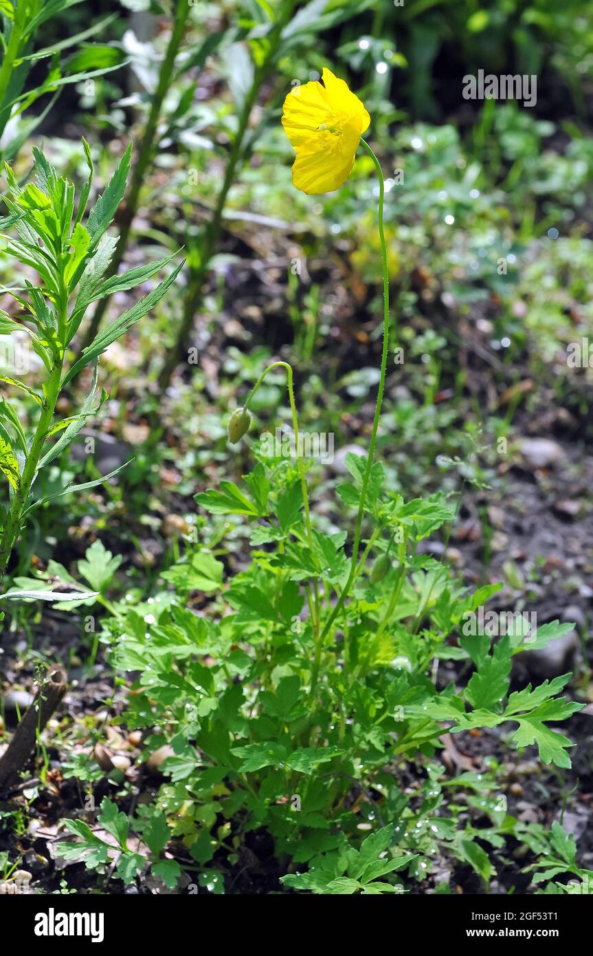 Welsh poppy, Wald-Scheinmohn, Meconopsis cambrica, velszimak, Europe Stock Photo