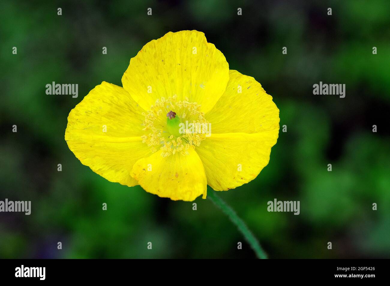 Welsh poppy, Wald-Scheinmohn, Meconopsis cambrica, velszimak, Europe Stock Photo