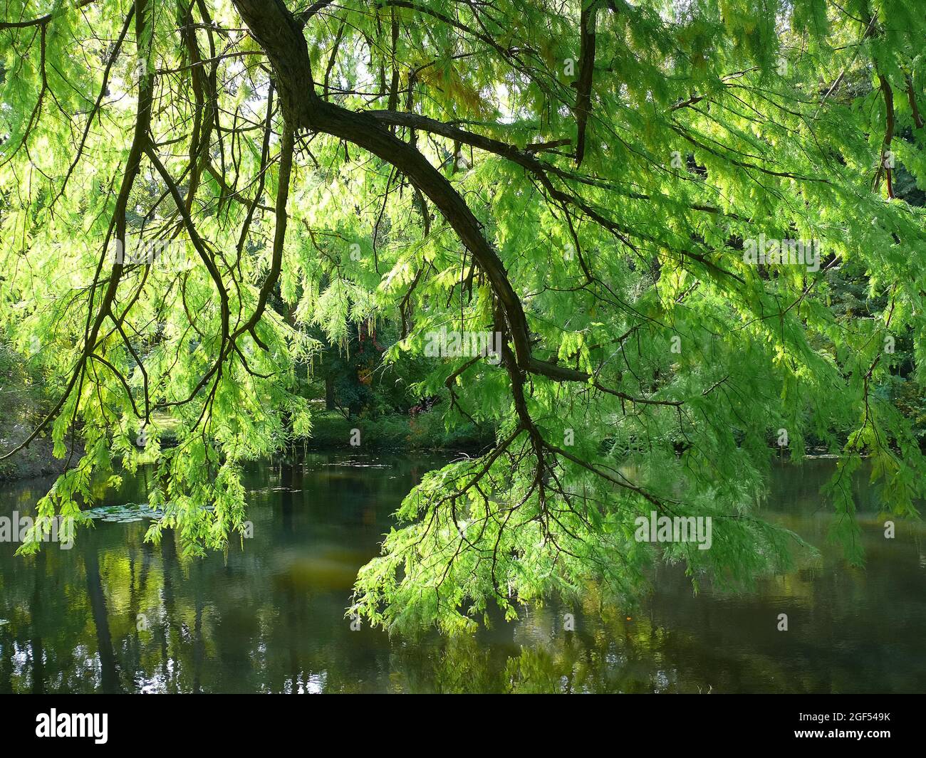 bald cypress, swamp cypress, Echte Sumpfzypresse, Sumpfeibe, Taxodium distichum, amerikai mocsárciprus Stock Photo