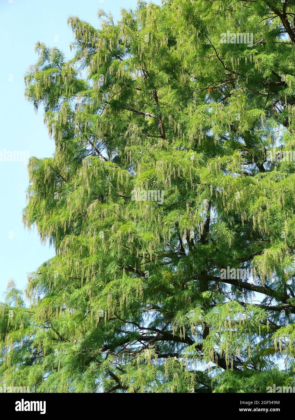 bald cypress, swamp cypress, Echte Sumpfzypresse, Sumpfeibe, Taxodium distichum, amerikai mocsárciprus Stock Photo