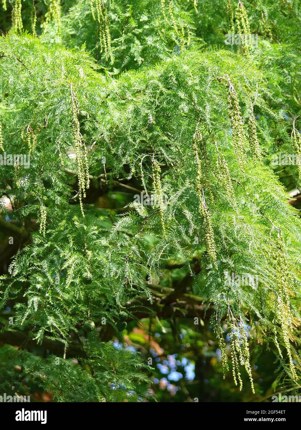 bald cypress, swamp cypress, Echte Sumpfzypresse, Sumpfeibe, Taxodium distichum, amerikai mocsárciprus Stock Photo