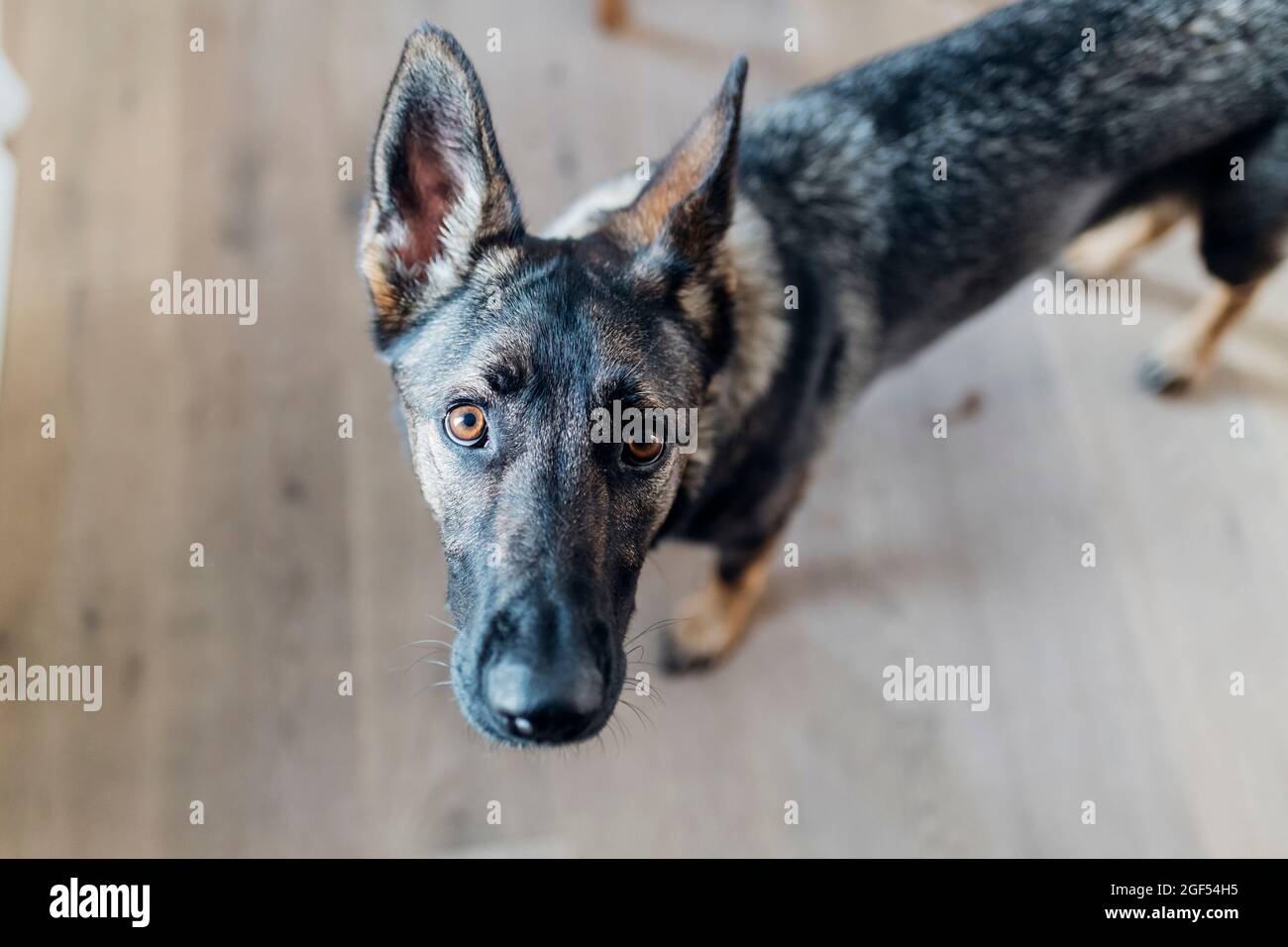 German shepherd dog staring at apartment Stock Photo Alamy