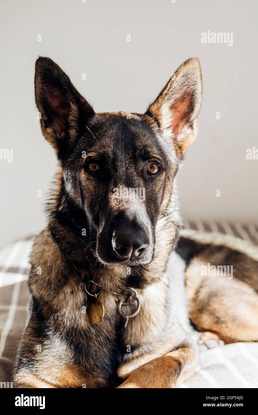 is german shepherd good for apartment