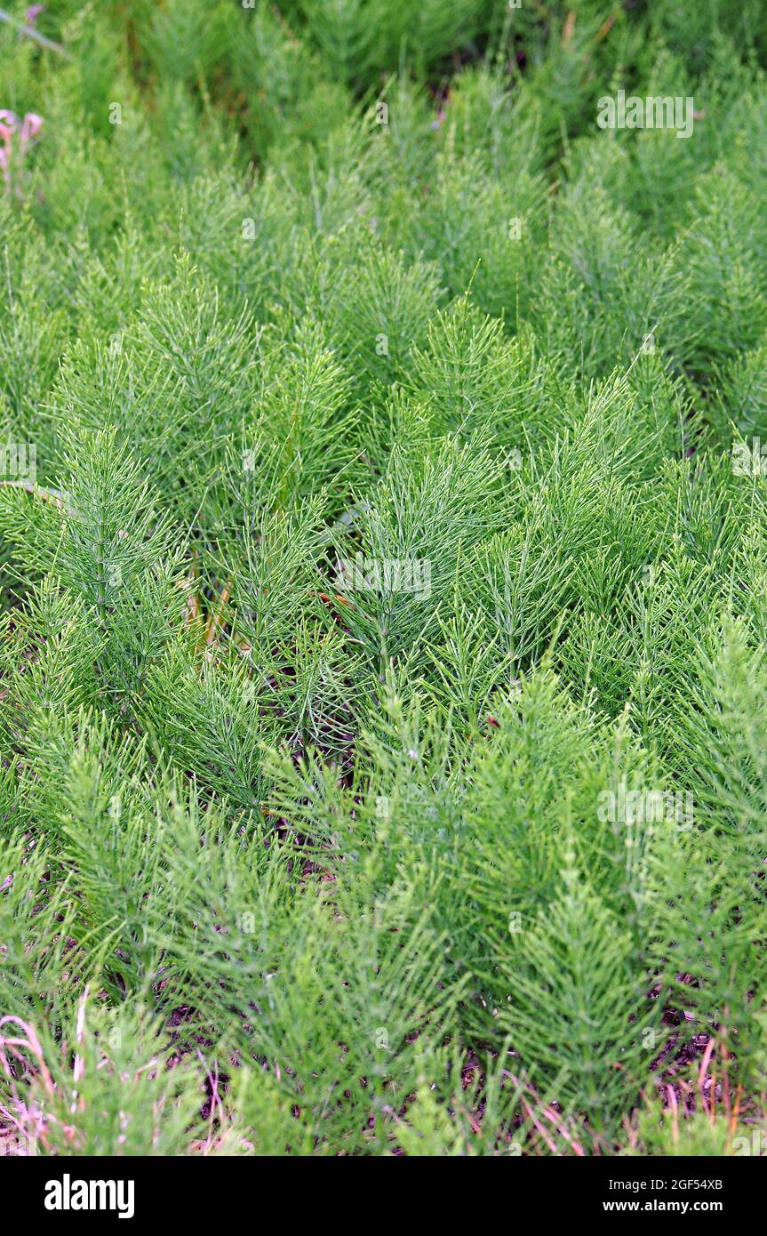 field horsetail or common horsetail, Acker-Schachtelhalm, Zinnkraut, Acker-Zinnkraut, Zinngras, Equisetum arvense, mezei zsurló, Hungary, Europe Stock Photo