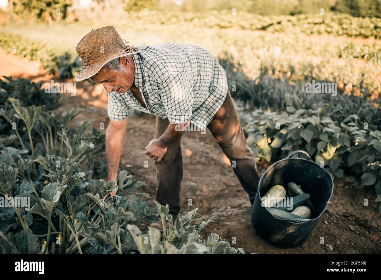 Male farm worker harvesting vegetables in basket at field Stock Photo