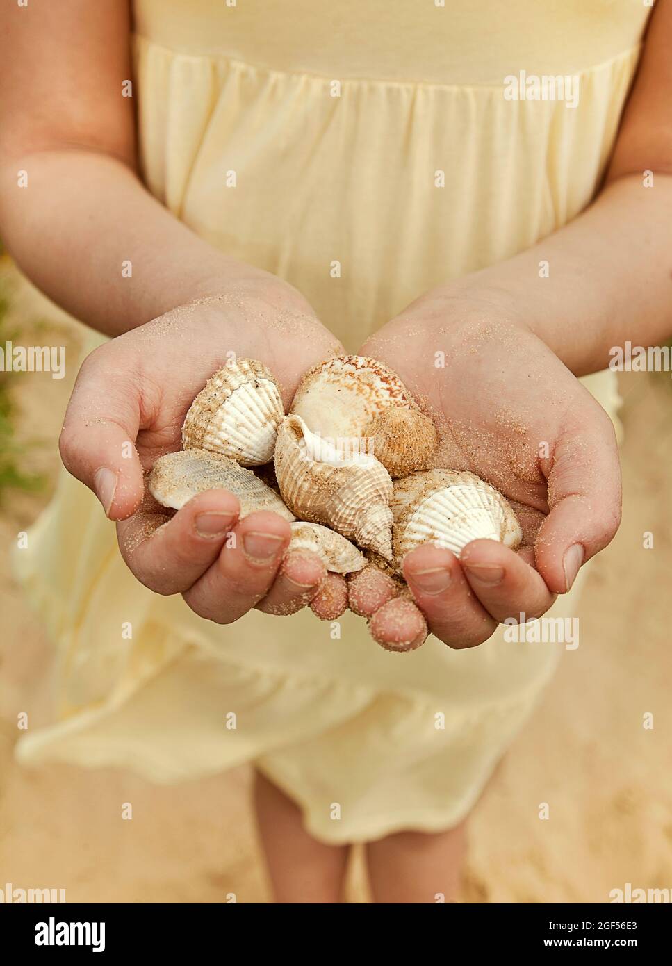 Girl with hands cupped holding seashells at beach Stock Photo
