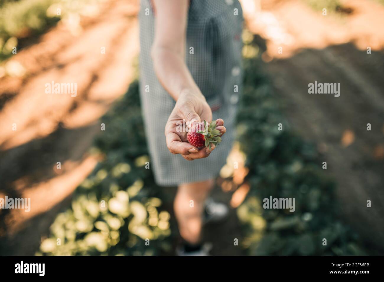 Female farm worker holding strawberry at farm Stock Photo - Alamy