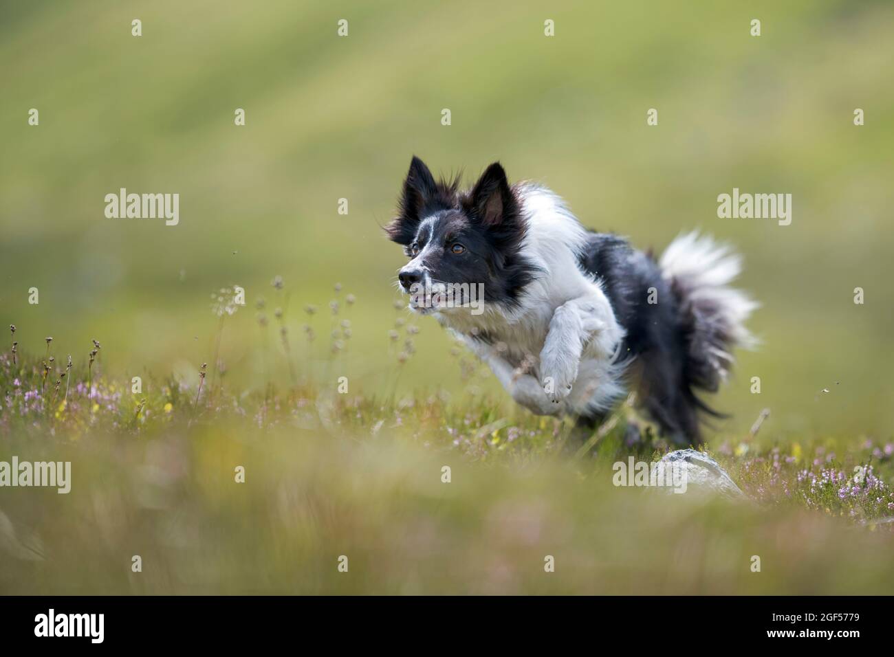 Border Collie playing in meadow Stock Photo