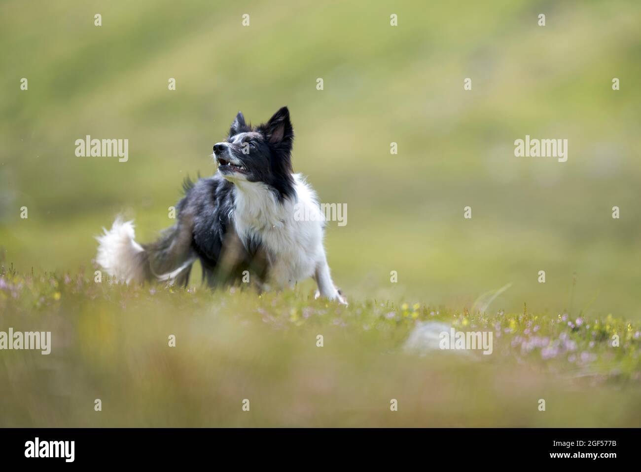Border Collie playing in meadow Stock Photo