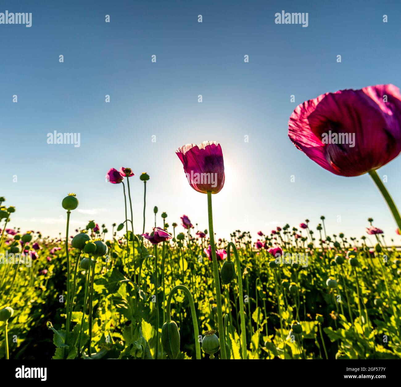 Opium poppies (Papaver somniferum) blooming in springtime meadow Stock ...