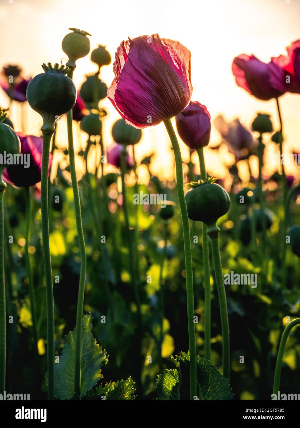 Opium poppies (Papaver somniferum) blooming in springtime meadow Stock ...