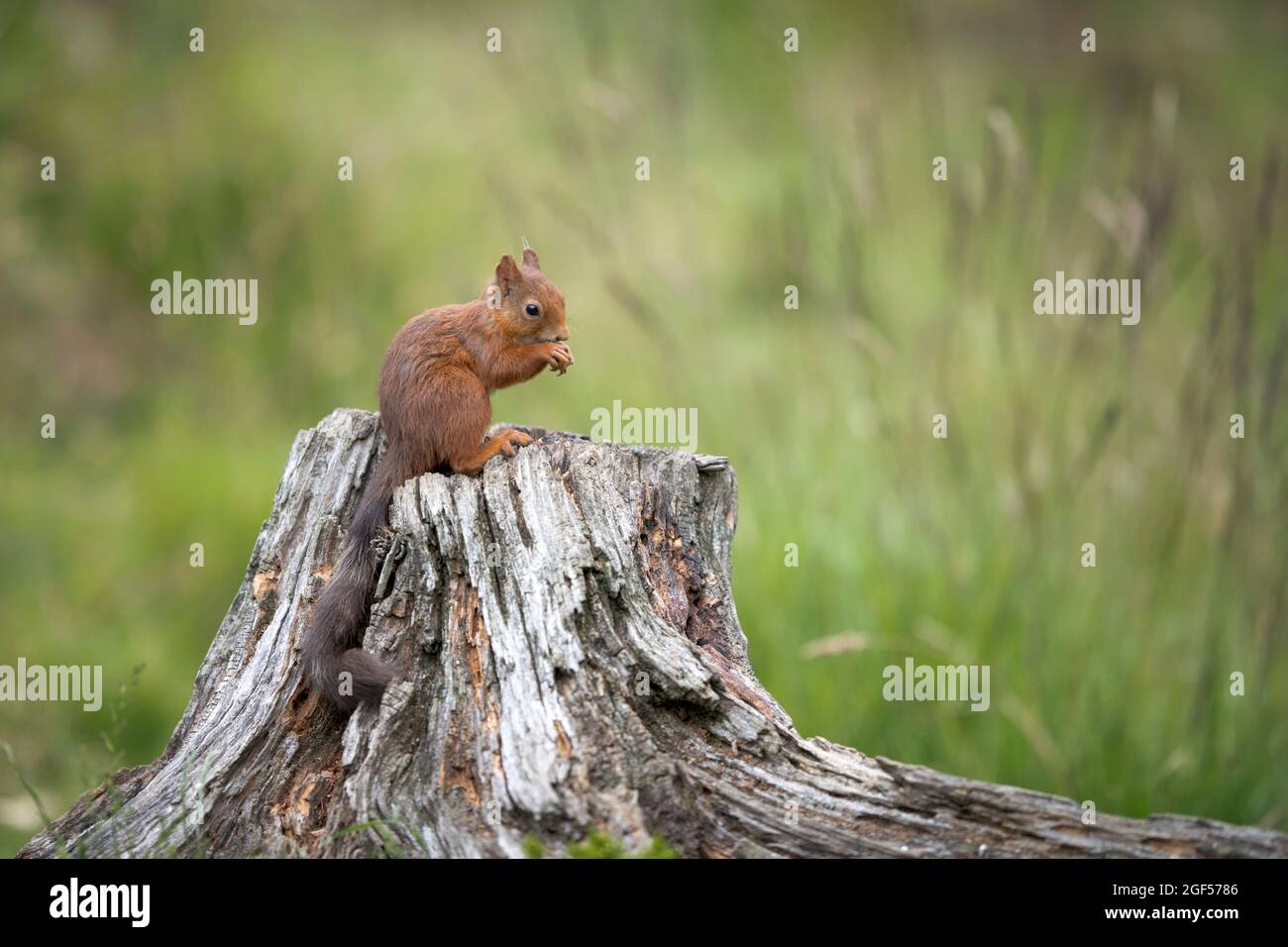 Eurasian red squirrel (Sciurus vulgaris) feeding on top of tree stump Stock Photo