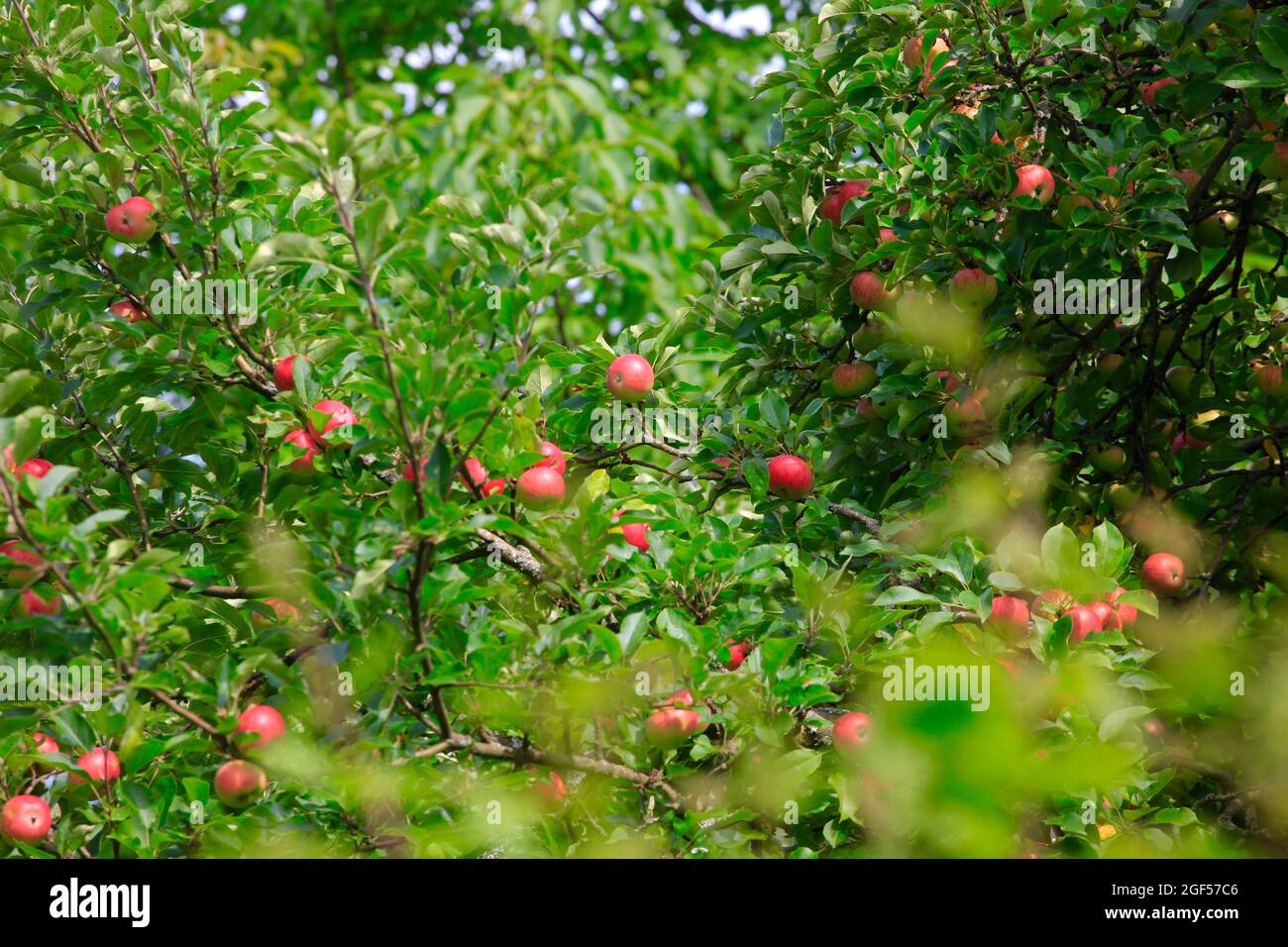 Product orchard in spring hi-res stock photography and images - Alamy