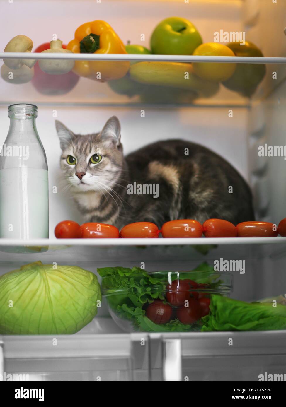 Cat in the refrigerator at home Stock Photo Alamy
