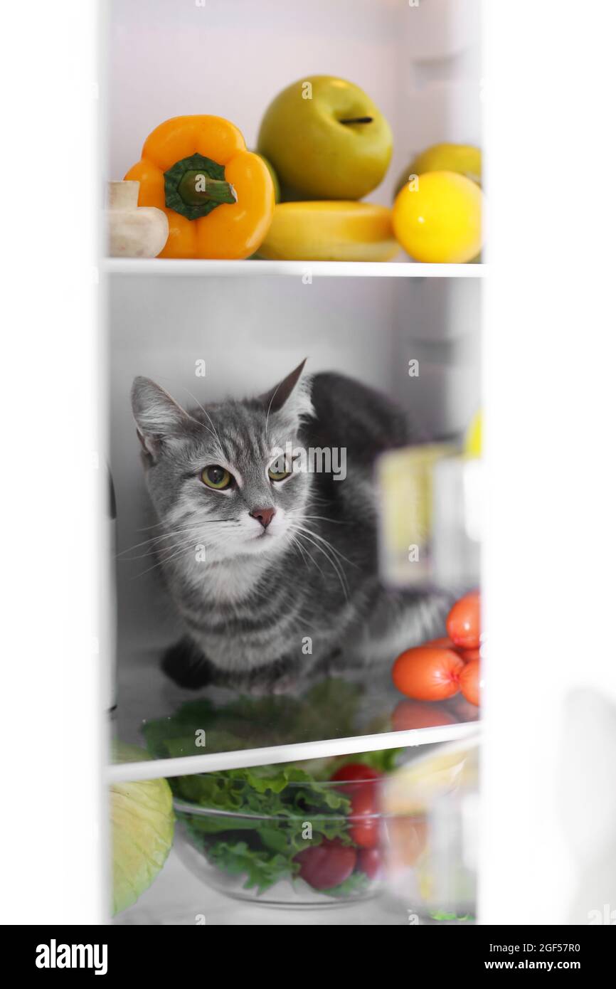 Cat in the refrigerator at home Stock Photo Alamy