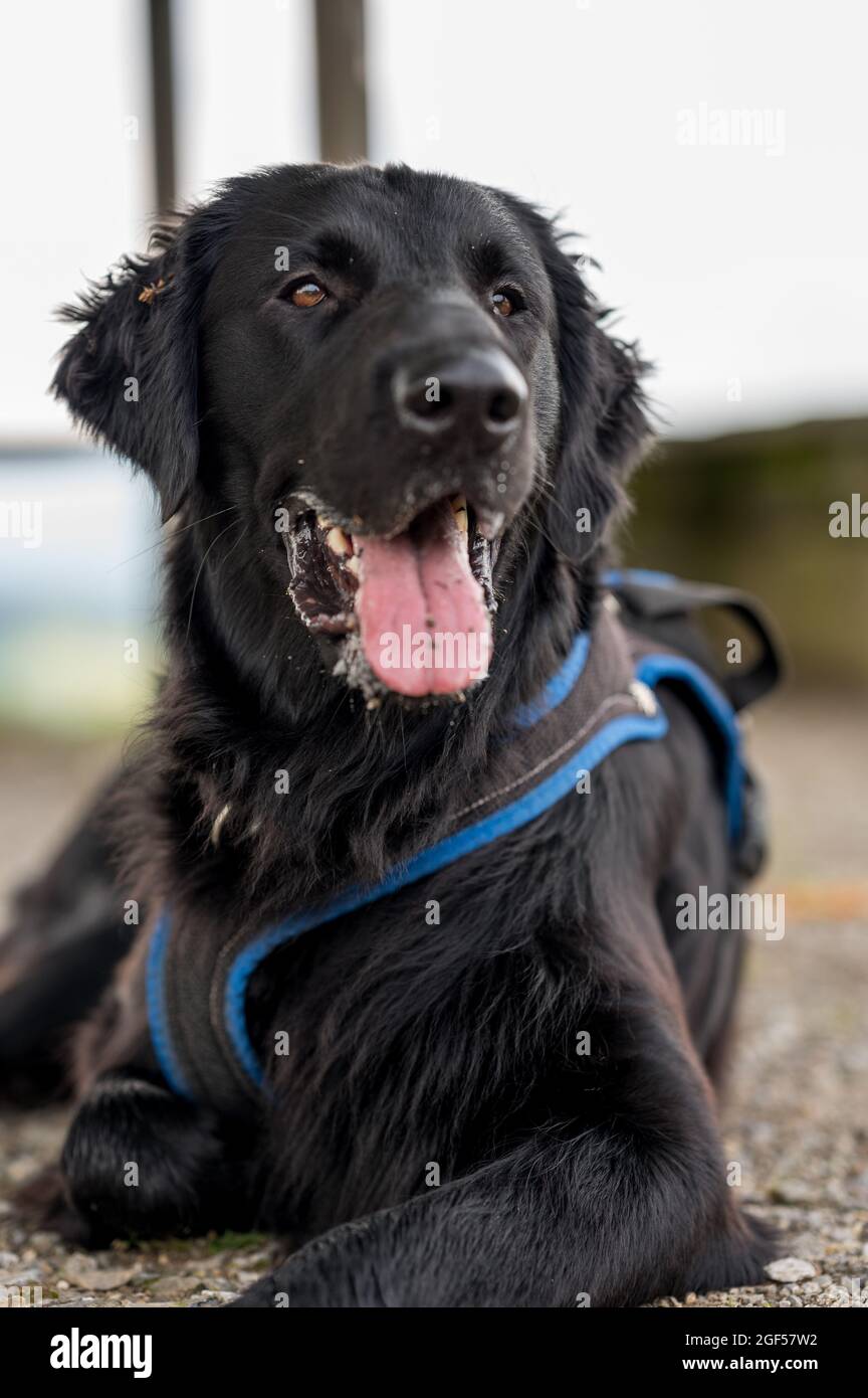Flat coated retriever chow mix online