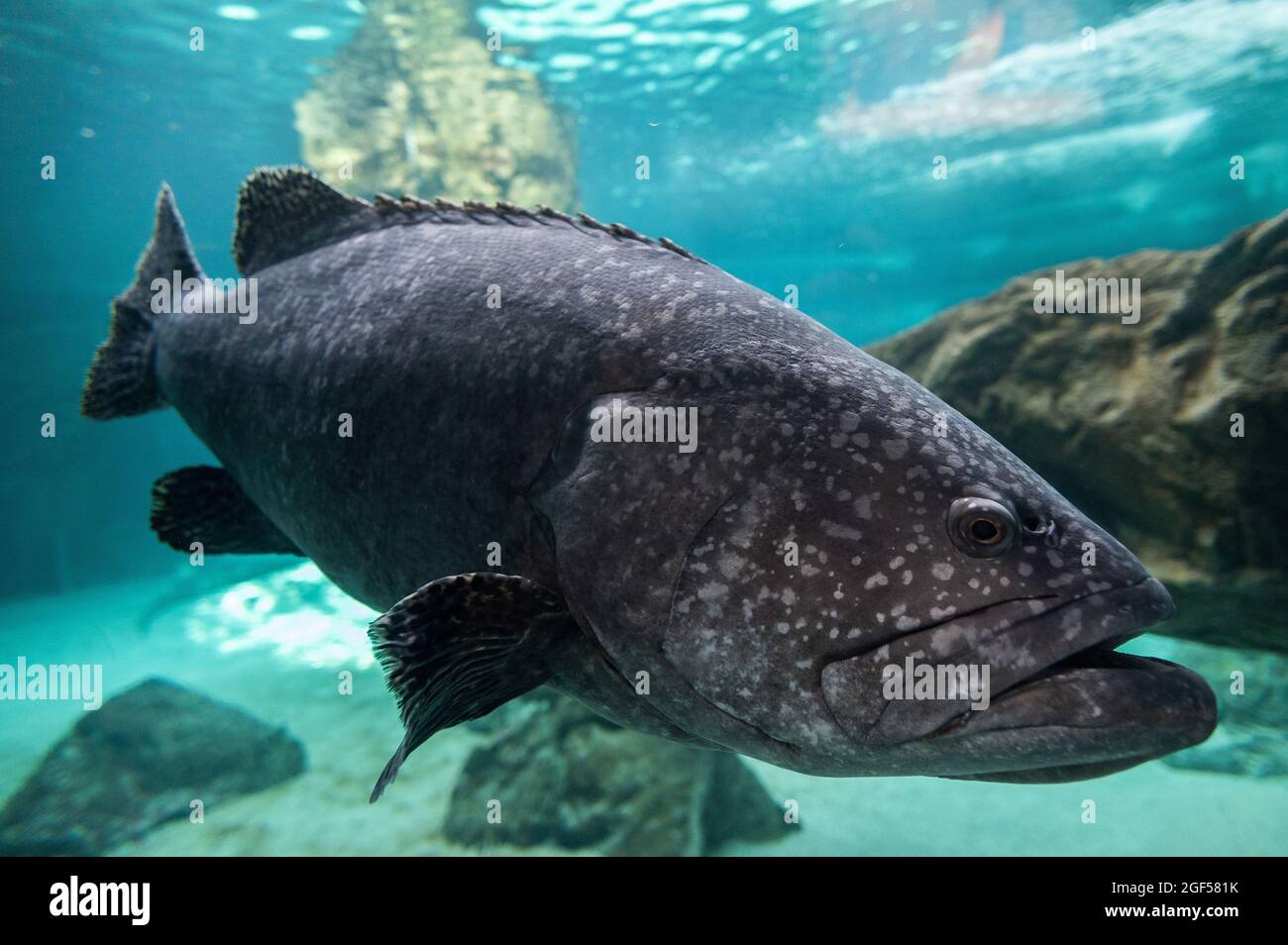 Madrid, Spain. 23rd Aug, 2021. A giant grouper (Epinephelus lanceolatus), also known as the Queensland grouper, brindle grouper or mottled-brown sea bass, swimming in its enclosure during a summer day with high temperatures in the Zoo Aquarium of Madrid. Credit: Marcos del Mazo/Alamy Live News Stock Photo