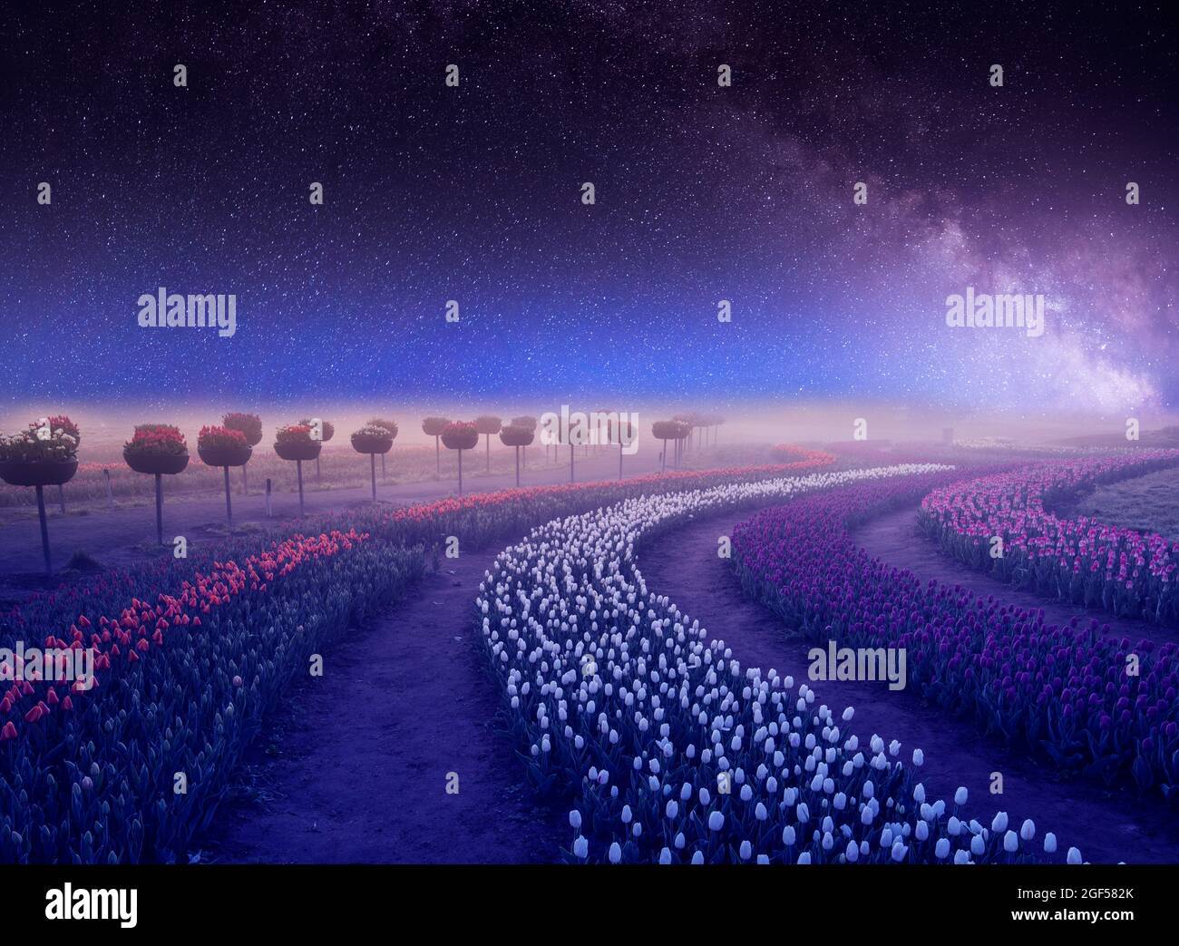 Night in a tulip park. Starry sky over huge colorful tulip plantations ...