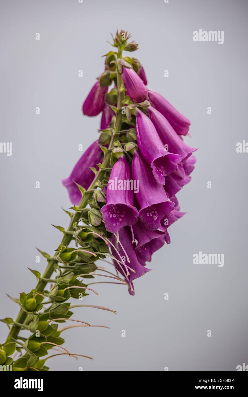 Foxglove in bloom ( Digitalis purpurea) Stock Photo